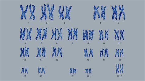 Why Do Most Humans Have 23 Pairs Of Chromosomes Howstuffworks