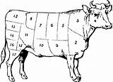 Beef Cuts Cow Cattle Diagram Know Anatomy Reference Away Above Number Just Where sketch template