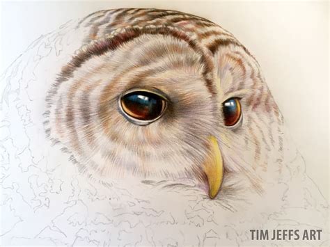 starting    barred owl heres   progress picture https