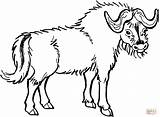 Yak Coloring Pages Buffalo Bison Printable Designlooter Drawing 1479 58kb Wildlife Animals Click sketch template