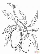 Coloring Mango Branch Pages Drawing Printable sketch template