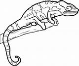 Lizard Coloring Pages Reptiles Drawing Outline Lizards Chameleon Template Kids Line Drawings Gecko Easy Reptile Printable Adults Simple Man Color sketch template