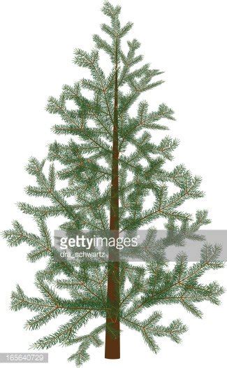 fir tree stock clipart royalty  freeimages