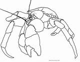 Crab Coconut Drawing Coloring Crabs sketch template