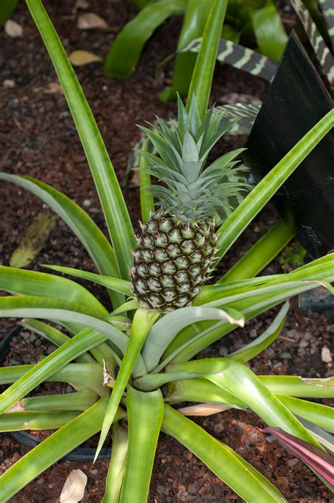 ananas comosus pineapple