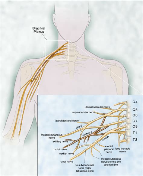 anatomy   brachial plexus  scientific diagram