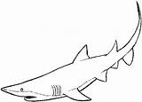 Shark Requin Sharks Coloriages Dolphins Dentistmitcham sketch template