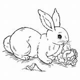 Conejos Imprimir Tiernos Conejo Imágenes Tierno Pinta sketch template