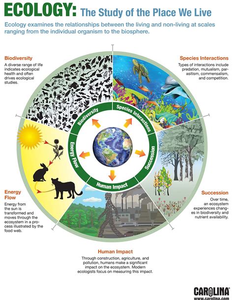 infographic ecology  study   place   teaching ecology environmental