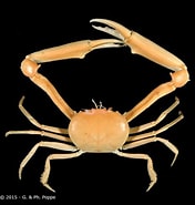 Image result for "carcinoplax Longispinosa". Size: 176 x 185. Source: www.crustaceology.com