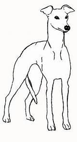 Whippet Greyhound Whippets sketch template