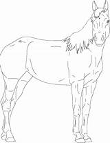 Coloring Horse Pages Quarter Getcolorings Head sketch template