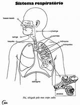 Sistema Respiratorio Anatomia Humana Corpo Atividades Respiratório Livro Atividade Onlinecursosgratuitos Cursos Gratuitos Trabalho Professora Physiologie Anatomie sketch template