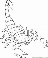 Coloring Printable Scorpion Pages Drawing sketch template