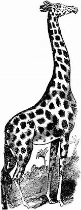 Giraffe Coloring Pages Tall sketch template