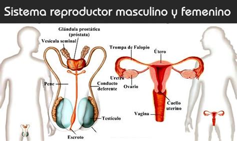 aparato reproductor qué es funcionamiento partes enfermedades