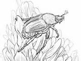 Coloring Beetle Pages Japanese Sits Flower Beetles sketch template
