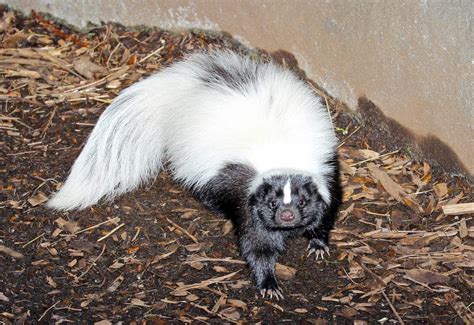 types  skunks animal sake