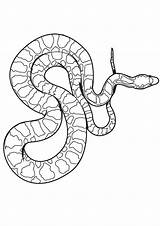 Coloriage Boa Serpent Coloriages Serpents Imprimer Colorier Snake Mandala Hellokids Facile Gaboon Viper Utile sketch template
