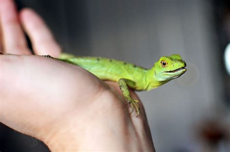 choosing  pet lizard  basic care