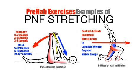 prehab exercises effective stretching techniques examples  pnf stretching prehab exercises