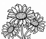 Girasoli Sonnenblumen Sunflowers Gogh Realistische Clipartmag Ausdrucken Cool2bkids Fiori Simboleggiano sketch template