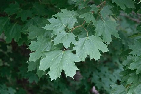 norway maple tree  sharon friends  conservation
