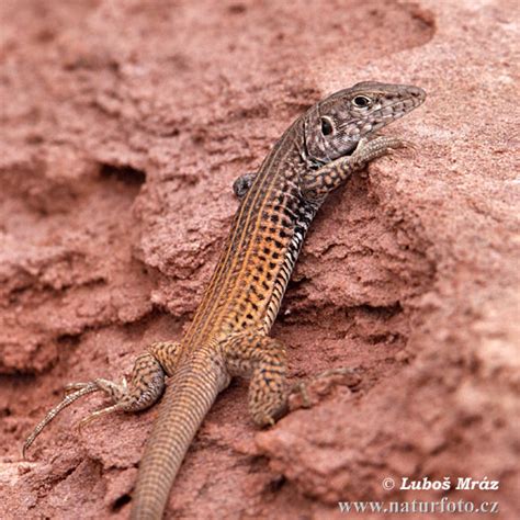western whiptail  western whiptail images nature wildlife