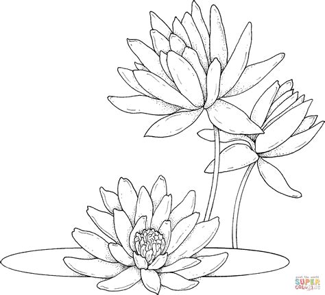 water lilies coloring page  printable coloring pages