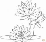 Coloring Pages Lily Flower Pad Library Clipart Vorlagen Seerose Window Color sketch template