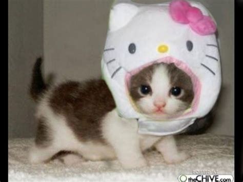 small kitten wearing   kitty costume