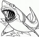 Shark Coloring Pages Great Getdrawings Hungry sketch template