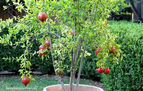 grow pomegranates