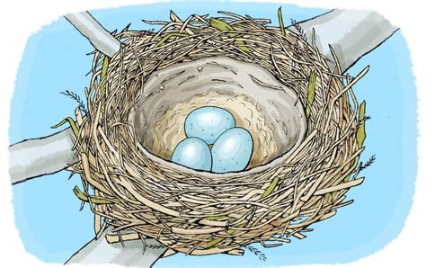nest activity jule freedom