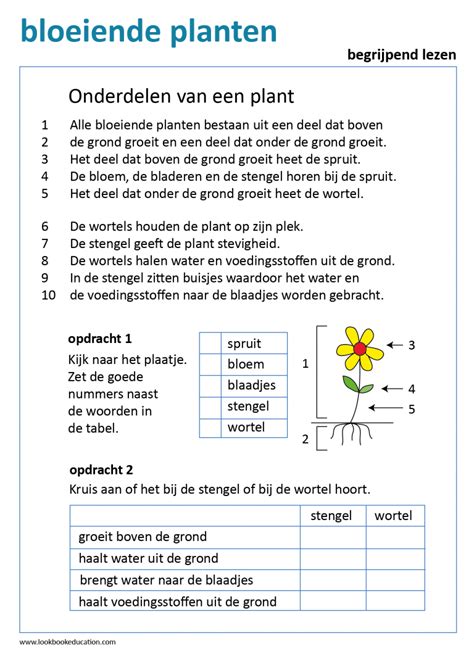 werkblad begrijpend lezen bloeiende planten lookbook education basisschool