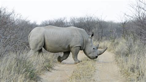 khama rhino sanctuary sights lonely planet