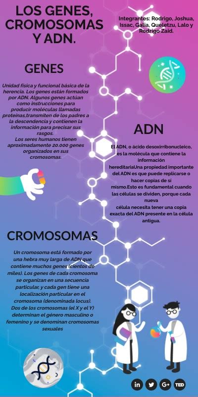 Los Genes Cromosomas Y Adn