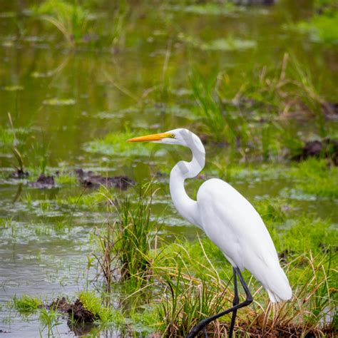 white egret   marsh  costa rica