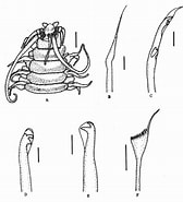 Afbeeldingsresultaten voor "paradiopatra Fiordica". Grootte: 168 x 185. Bron: www.researchgate.net