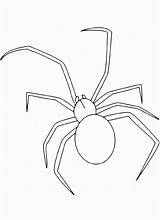 Spinne Ausmalbilder Malvorlagen Genial Ross Bastelsets Baker sketch template
