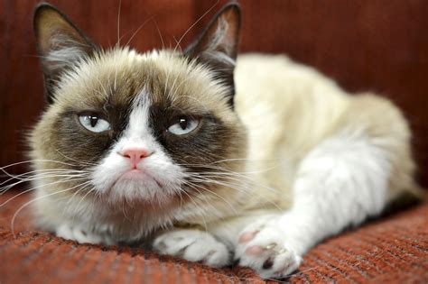 grumpy cat unamused  endorsement deal
