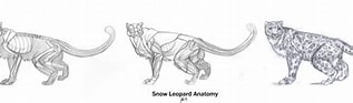 Image result for Snow Leopard Anatomy. Size: 317 x 82. Source: 89ravenclaw.deviantart.com