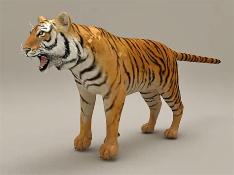 royal bengal tiger  model ds max files   modeling   cadnav