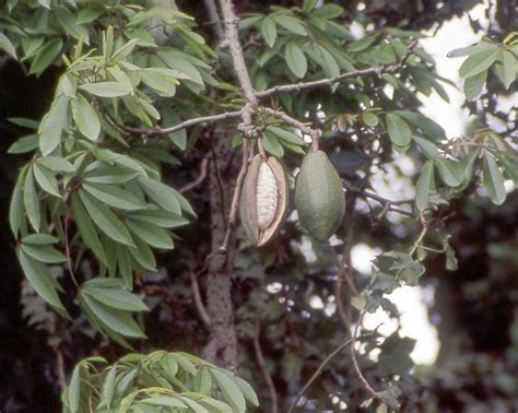 kapokbaum ceiba pentandra pflanzen lexikoncom