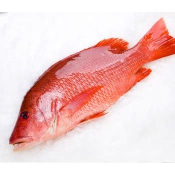 caribbean red snapper