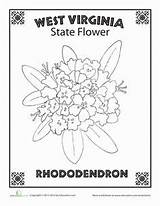 Mountaineer Rhododendron Worksheets sketch template