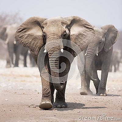 elephant herd stock images image
