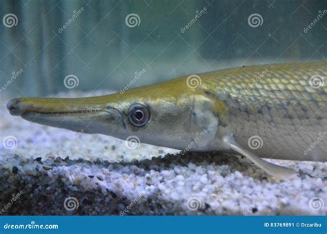 gars  elongated bodies   heavily armored  ganoid scales stock image