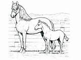 Horse Coloring Mustang Pages Draft Printable Color Getcolorings Shire Getdrawings Colorings sketch template