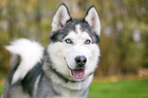 adorable husky pictures readers digest